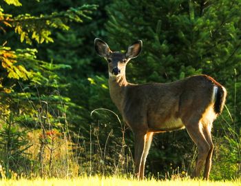 Portrait of deer standing in forest
