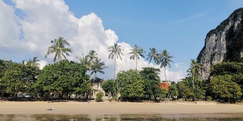 Panoramic shot of palm trees on beach against sky