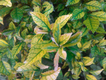 Full frame shot of leaves