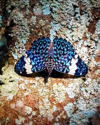 Close-up of butterfly