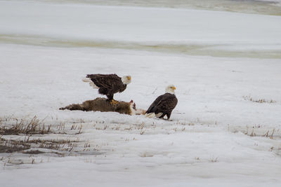 Two bald eagle with a dead deer.