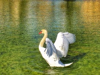 Swans swimming on lake