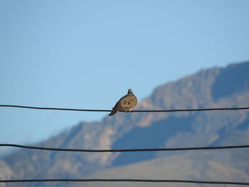 Low angle view of eagle perching on cable against clear sky