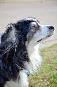 Close-up of dog looking away