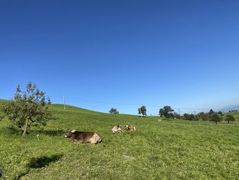 Cows on field against clear blue sky