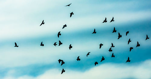 Low angle view of birds flying in sky