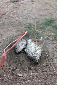 High angle view of crab on field