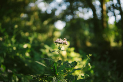 Flowers blooming on plants