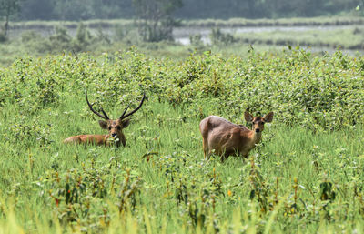 Deer in a field