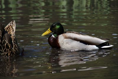 Duck swimming in lake