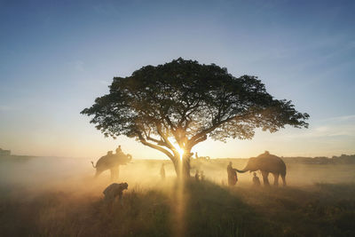 Silhouette horses on field against sky during sunset