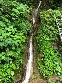 Scenic view of waterfall in forest