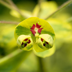 Close-up of plant