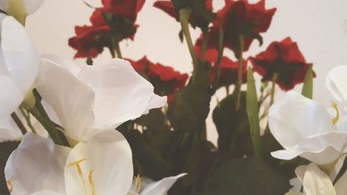 Close-up of flowers