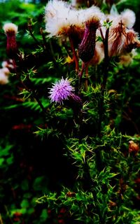 Close-up of purple flowers in garden