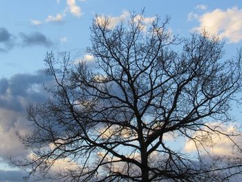 Low angle view of bare tree against sky