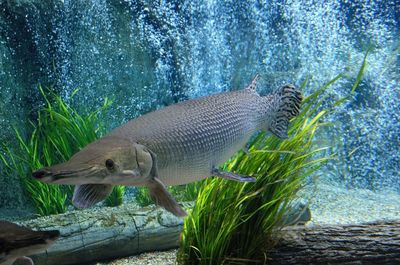 Close-up of fish swimming in aquarium