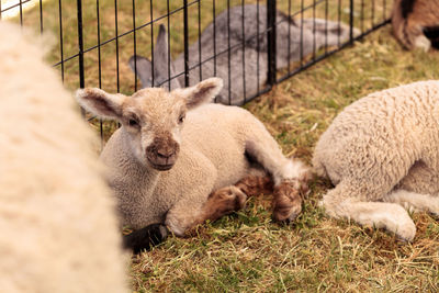 Sheep on grass