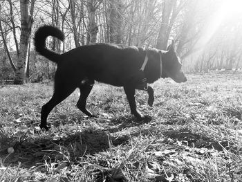 Side view of dog standing on field