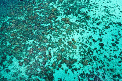 High angle view of jellyfish in sea