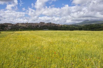Scenic view of field against sky