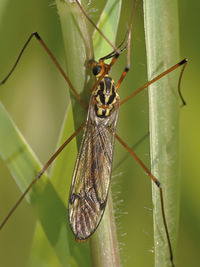 Close-up of butterfly on leaf