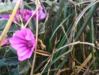 Close-up of pink flower on field