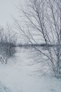 Bare trees on snow covered landscape