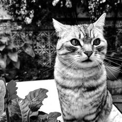 Close-up portrait of cat sitting outdoors