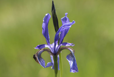 Close-up of purple iris blooming outdoors