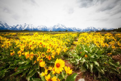 Yellow flowers growing in field