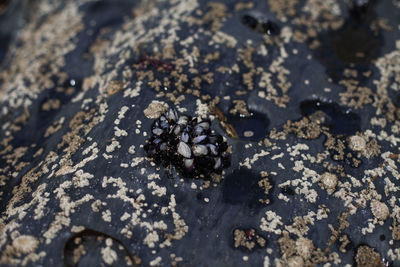 High angle view of crab on sand