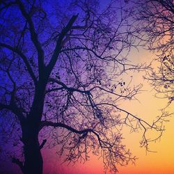 Low angle view of bare trees against sky