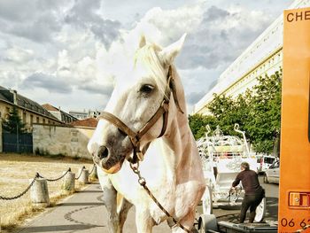 Horse standing on footpath