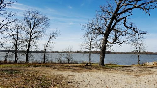 Bare trees against sky