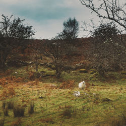 View of golf course against sky