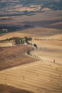 Scenic view of agricultural field