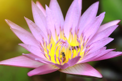 Close-up of pink water lily