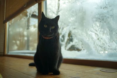 Black cat