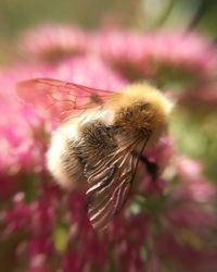 Close-up of butterfly pollinating on pink flower