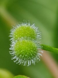 Close-up of flower growing outdoors