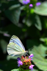 Close-up of butterfly pollinating on purple flower