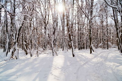 Snow covered bare trees in forest