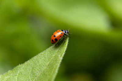 Close-up of ladybug on leaf