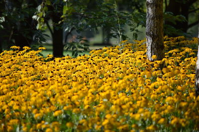 Yellow flowering plants by trees on field