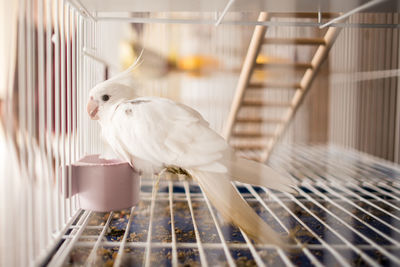 Close-up of a bird in cage