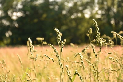 Close-up of fresh plants on field