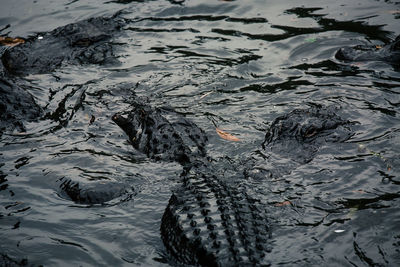 High angle view of alligators swimming in lake