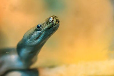 Close-up of turtle in sea