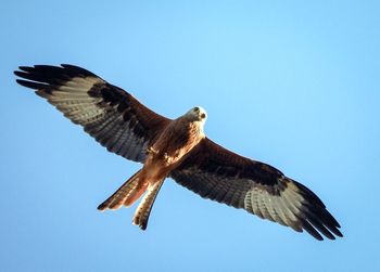 Low angle view of eagle flying against clear blue sky